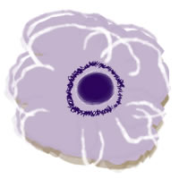 フリー素材 アイコン Twitter Mixi ブログ 壁紙 北欧風の透けるような紫のシンプルな花 アネモネ 0 0pix Webデザインに使える素材 Tigpig