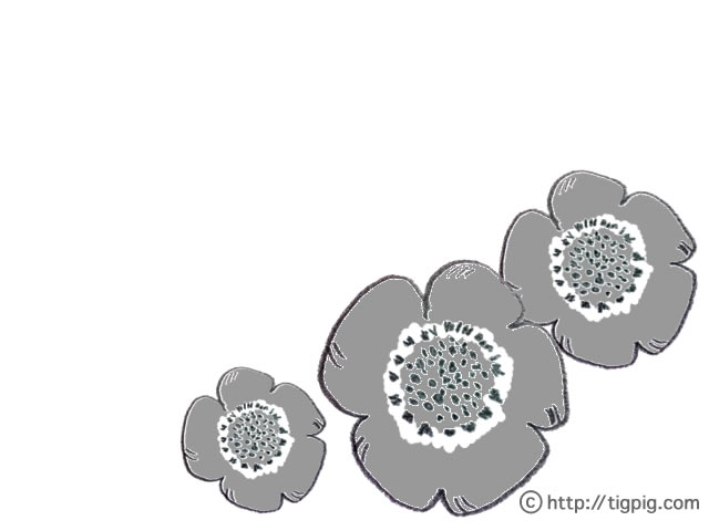 フリー素材 北欧デザインのグレーのケシの花のイラスト 640 480pix Webデザイン 動画に使える無料素材 Tigpig
