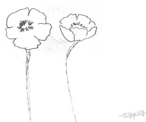 北欧風モノトーンの大人可愛いケシの花のフリー素材 バナー広告 300 250pix Webデザインに使える素材 Tigpig